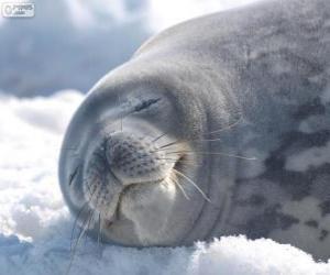 Puzzle Weddell seal